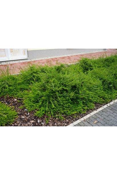 Жимолость блискуча Елегант